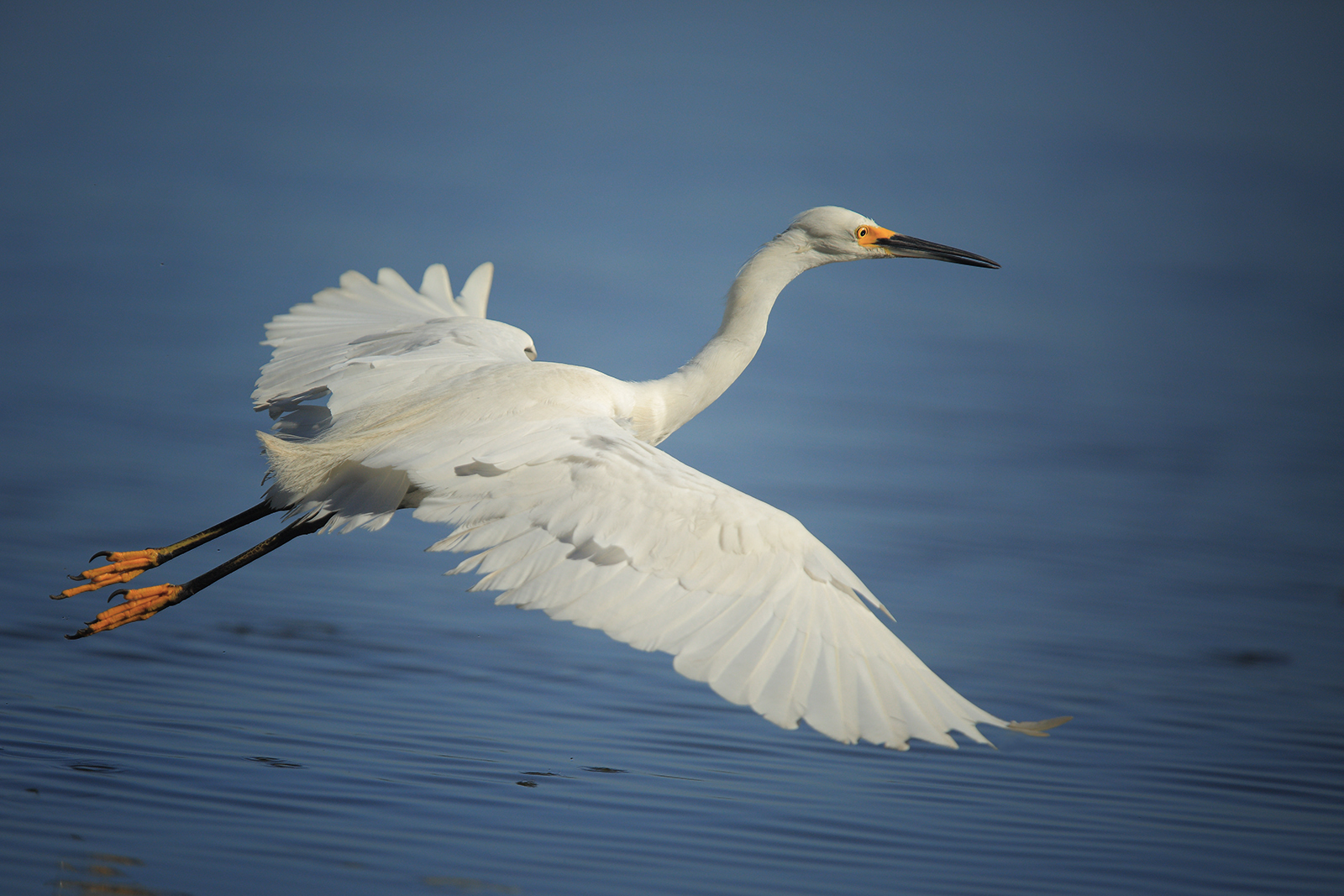 White Glider | Shutterbug